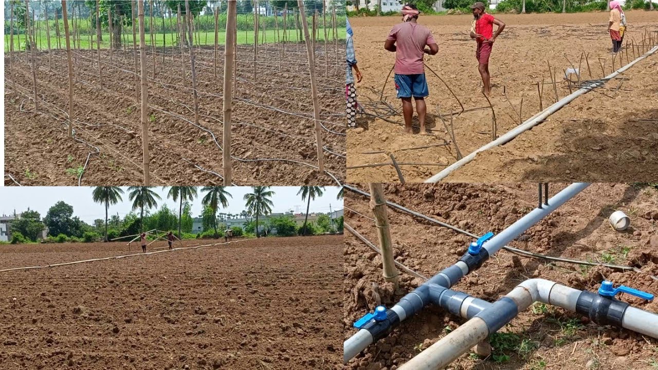 ఆర్థిక సంవత్సరాల్లో తిండిగింజల దిగుబడులు